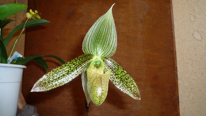 PAPHIO WARDII